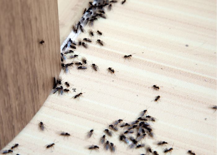 Anti-Termite Pest Control