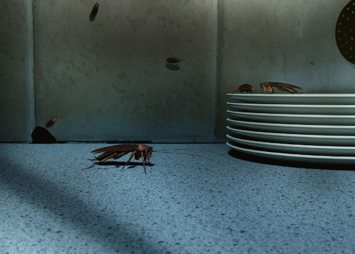 Cockroach Control